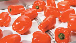 Red Peppers on conveyor belt with Flexco Alligator® Plastic Rivets